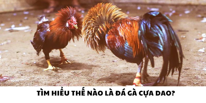 Thế nào là đá gà cựa dao?