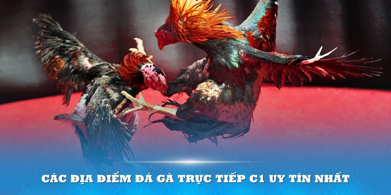 Các địa điểm đá gà trực tiếp C1 uy tín nhất