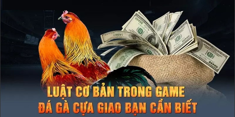 Luật chơi cần biết đá gà cựa dao là gì?