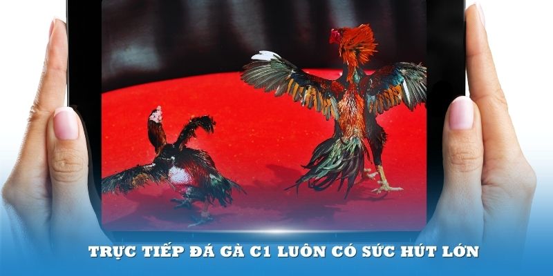 Trực tiếp đá gà C1 luôn có sức hút lớn